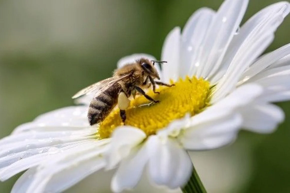Biene auf Gänseblümchen